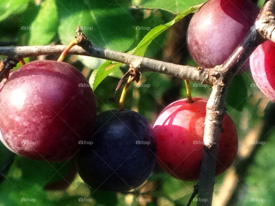 Plum crazy