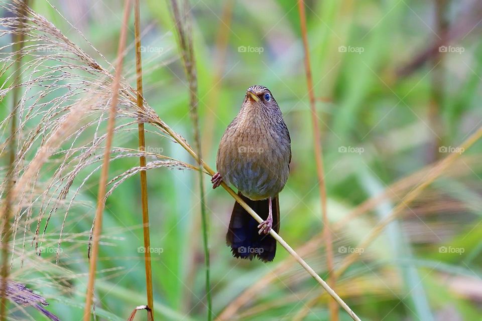 Beautiful and cute bird