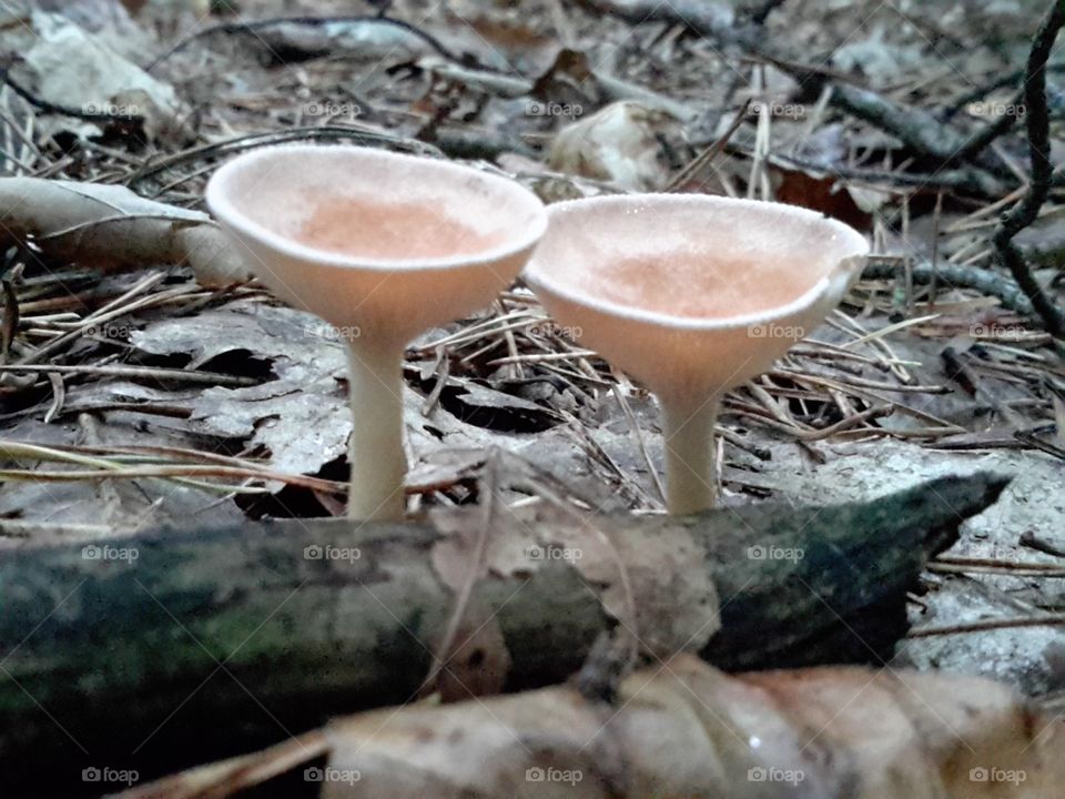 Autumn forest dwellers