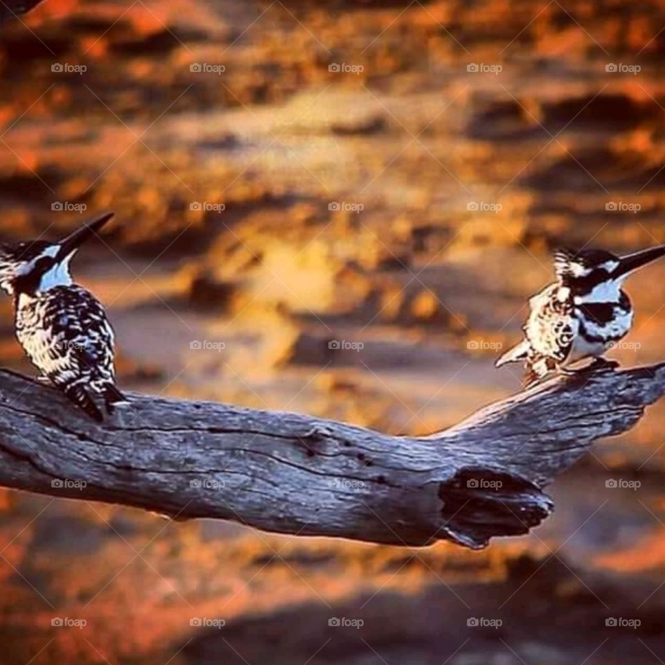 pied king Fisher