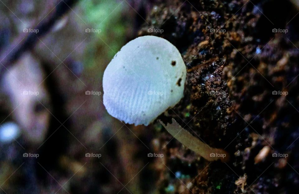 mushroom photo