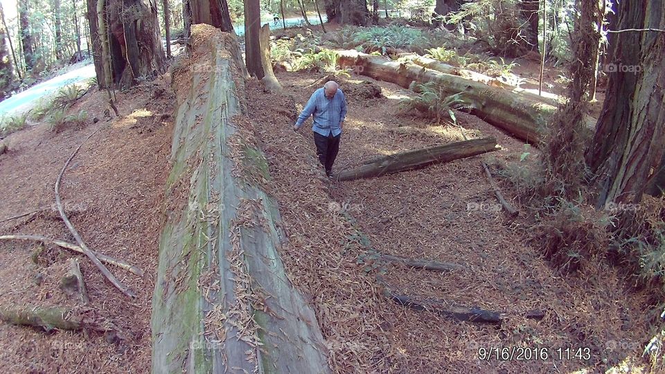 this is a fallen giant redwood tree that's probably petrified