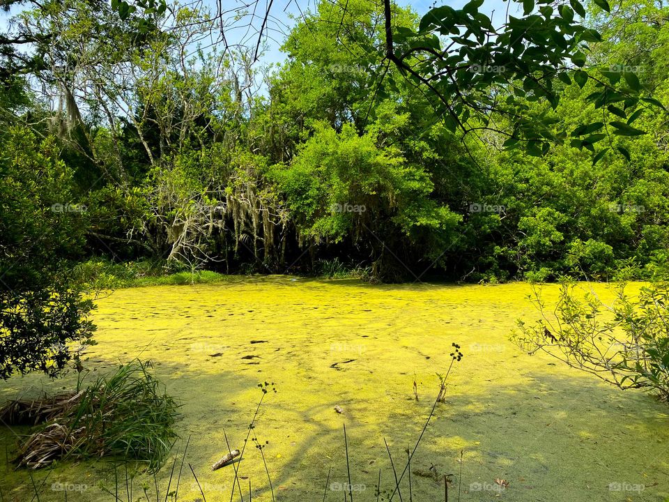 Swampy hikes 