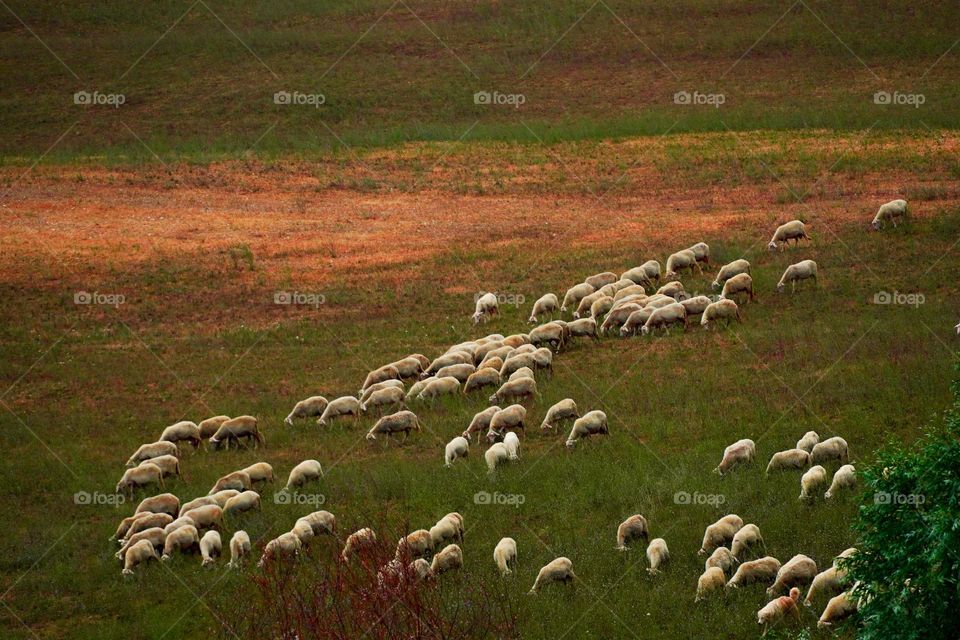 Sheep in the field 