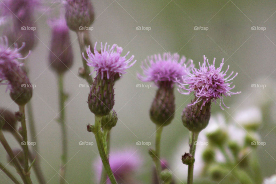 Wildflowers