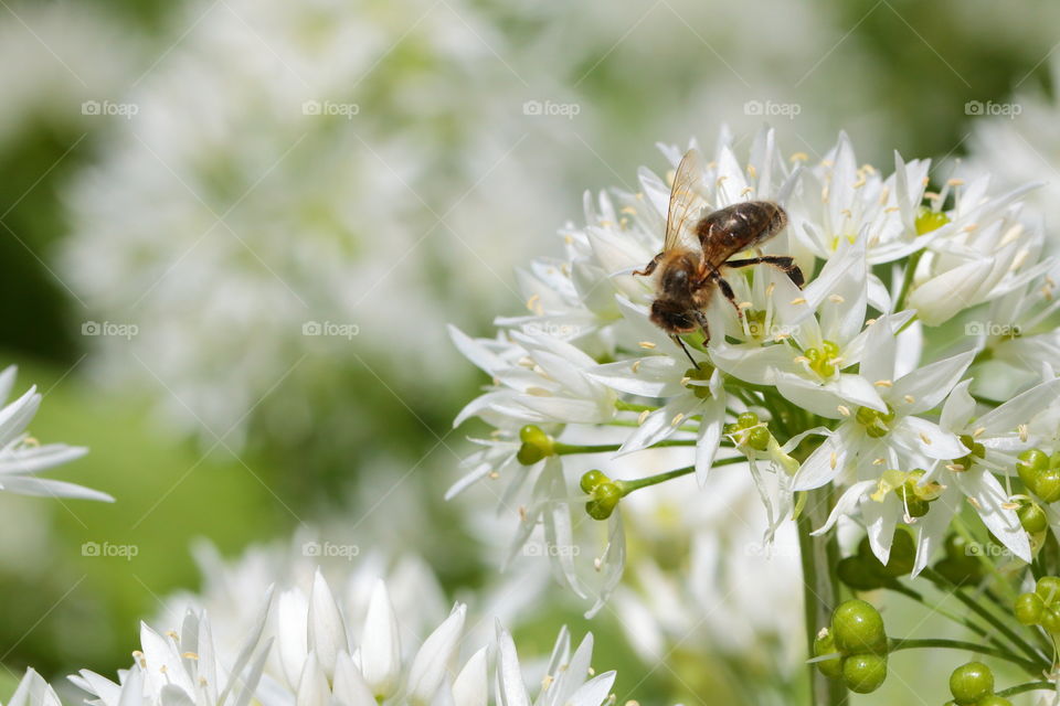 Bee Feeding From Flower