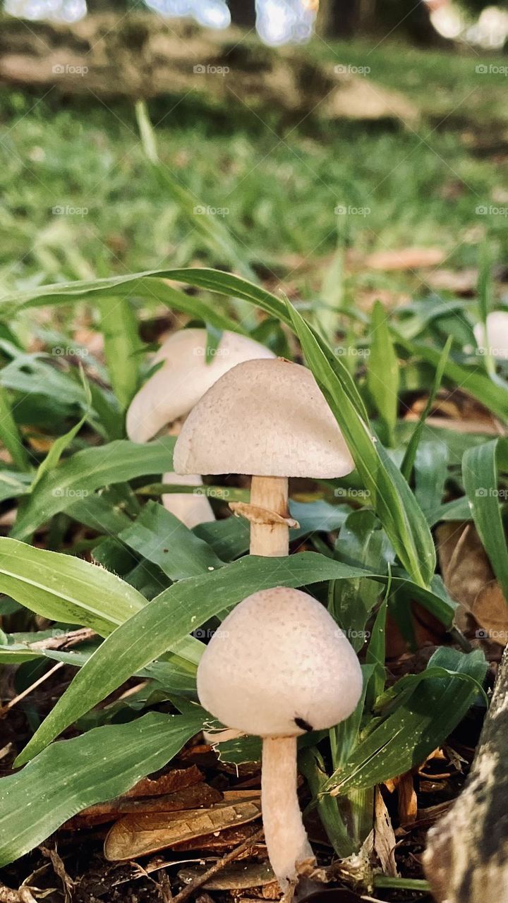 Fungus