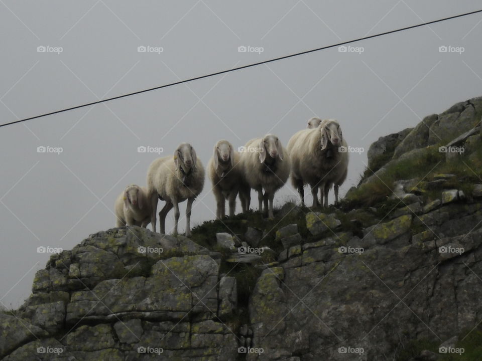Mountain goats on top of a cliff