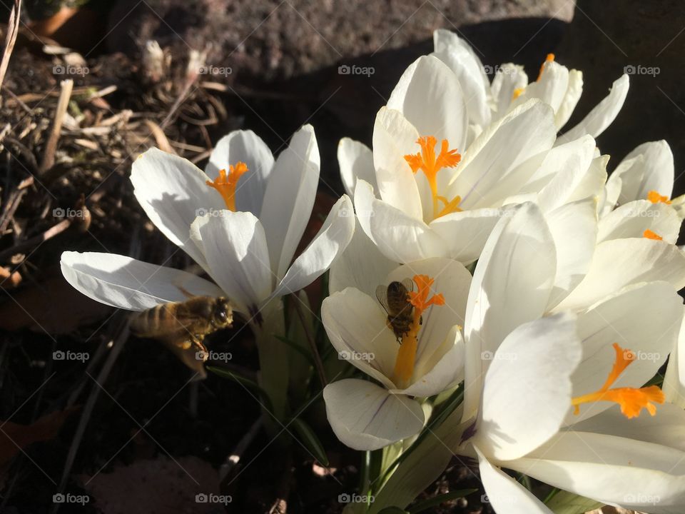 Lovely spring flower