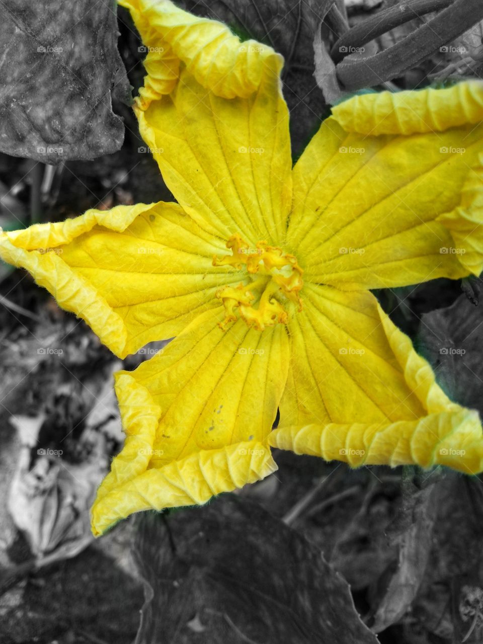 beautiful yellow flower