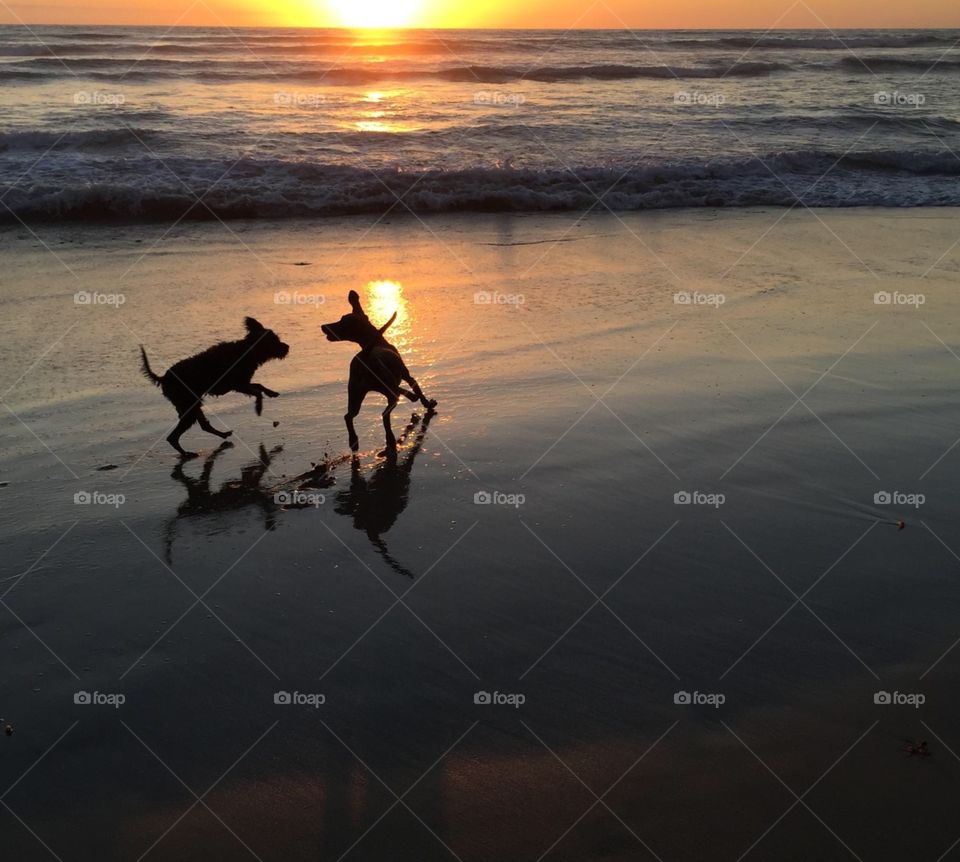 Dog Play At The Beach