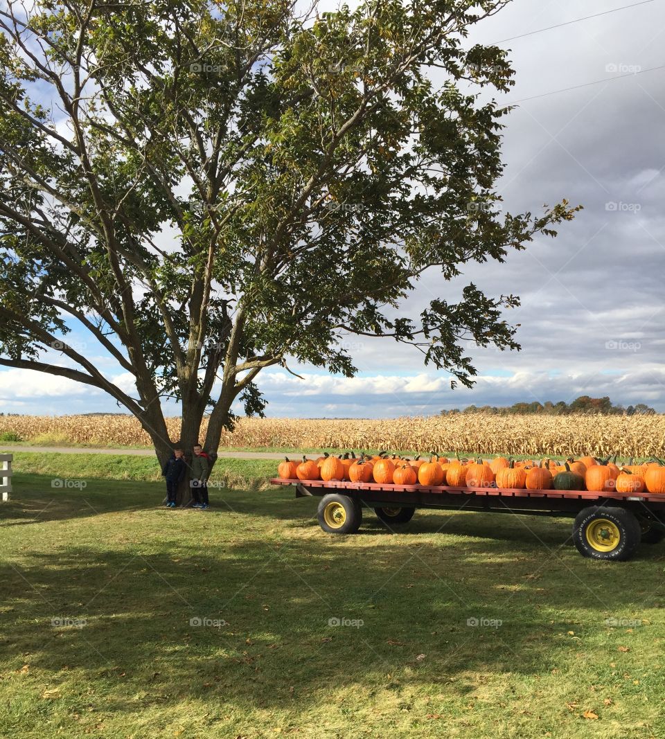 Pumpkin trailer corn field