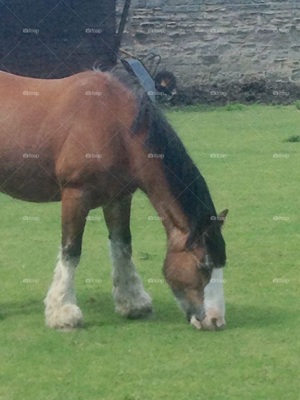 Horse grazing