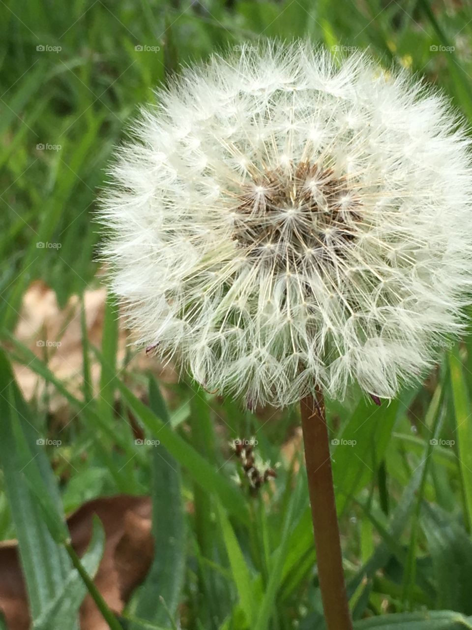 Close up on the dandelions 