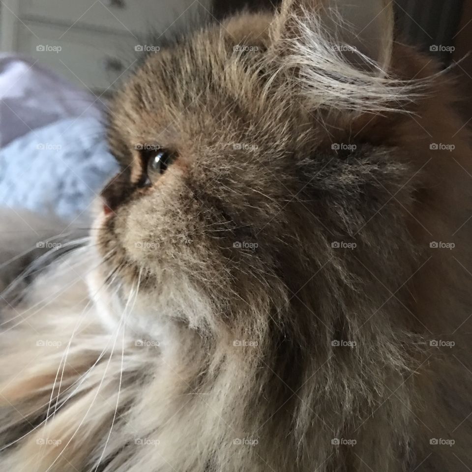 I can never get over the adorableness of a squished face animal profile 