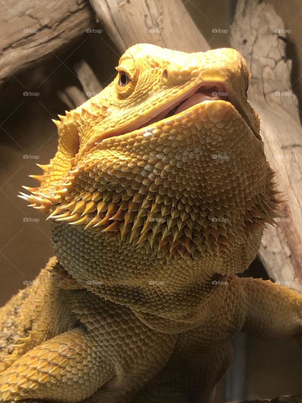 Closeup of my niece’s bearded dragon, Sunny, who we do babysit from time to time!