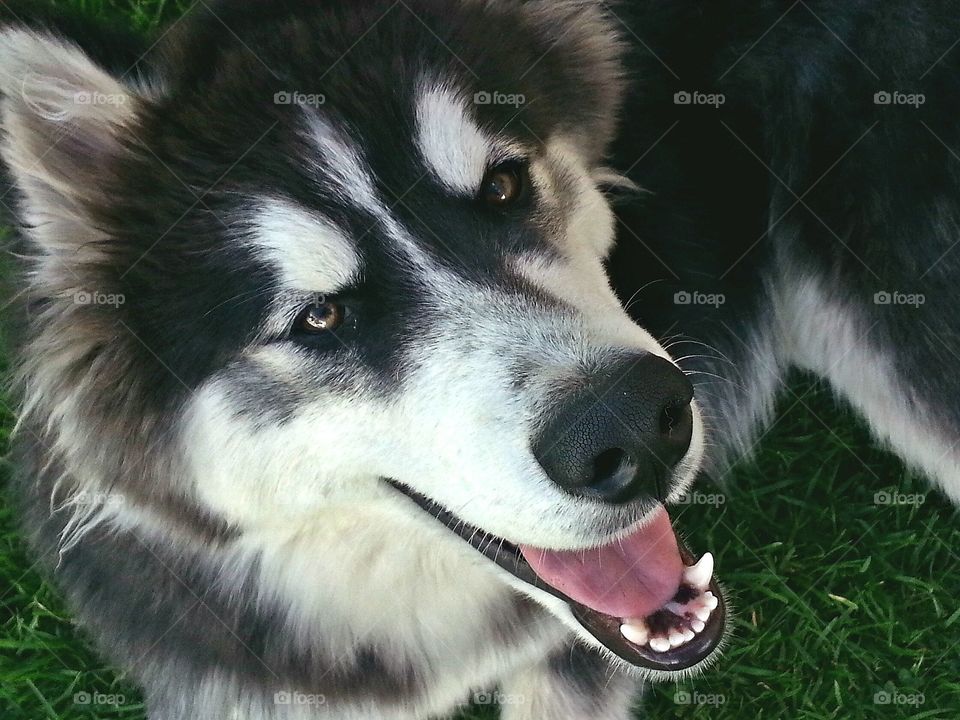 smiling husky
