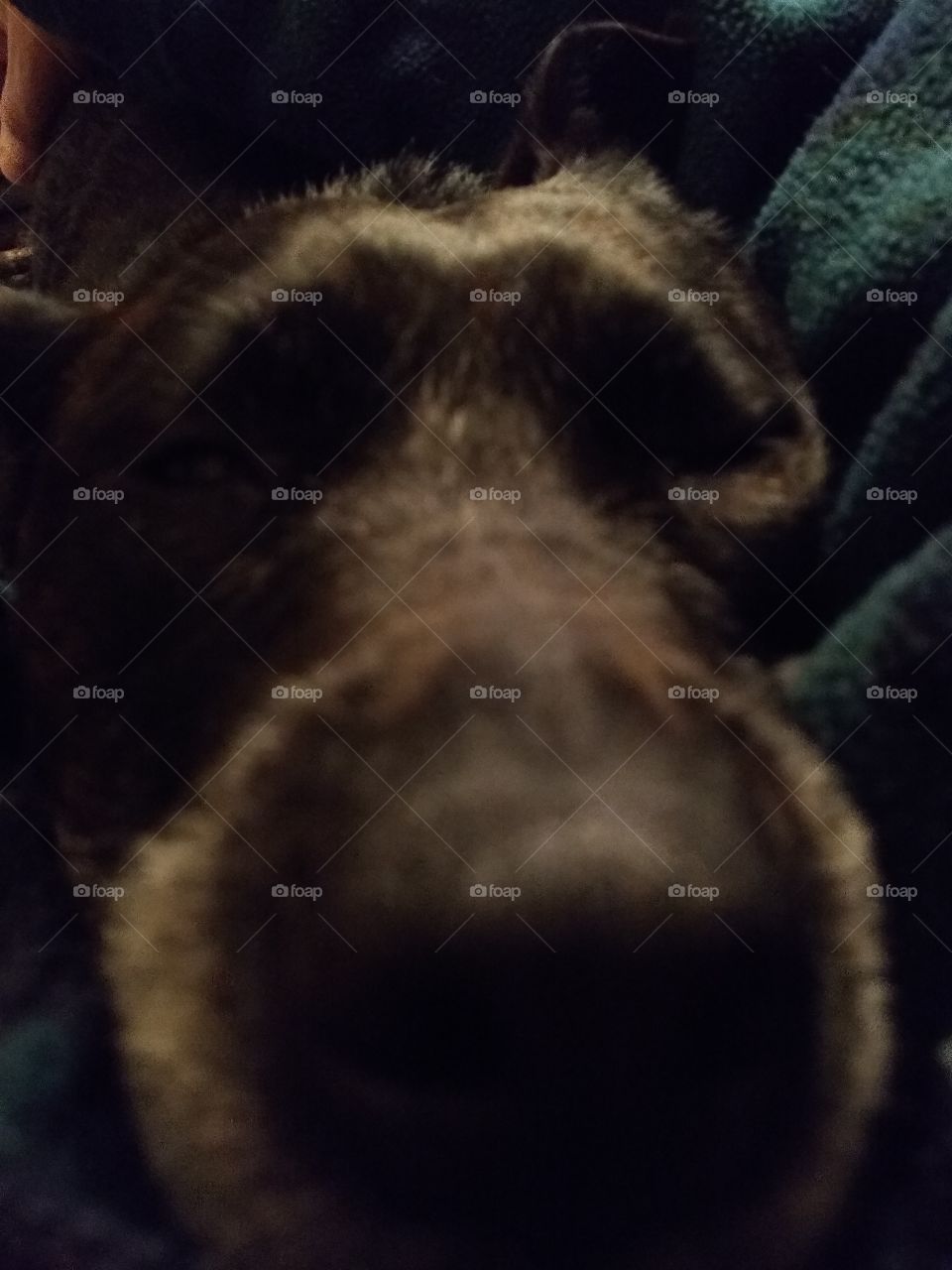 dog nose