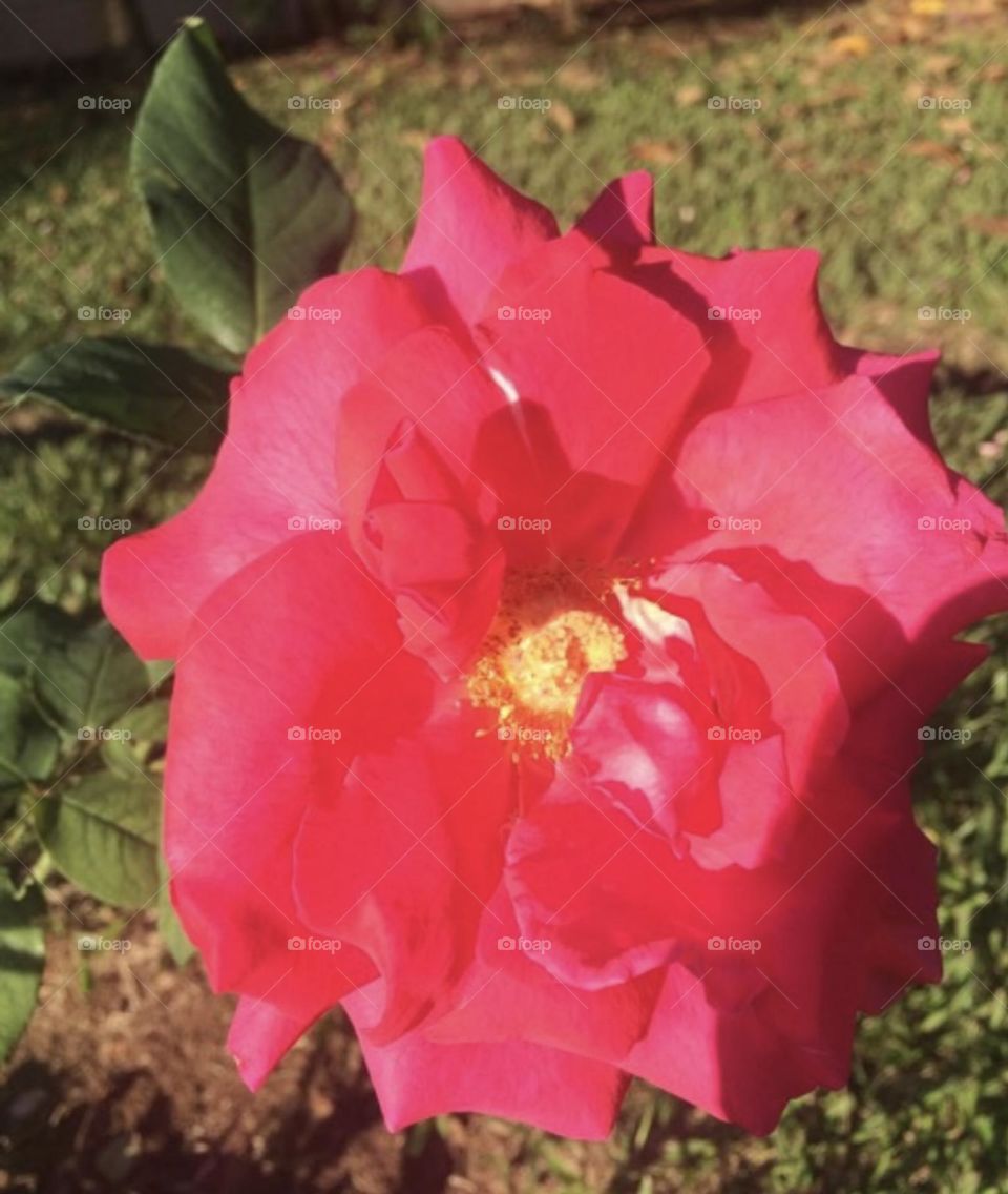 🌹 🇺🇸 Very beautiful flowers to brighten our day.  Live nature and its beauty. Did you like the delicate petals? / 🇧🇷 Flores muito bonitas para alegrar nosso dia. Viva a natureza e sua beleza. Gostaram das pétalas delicadas? 
