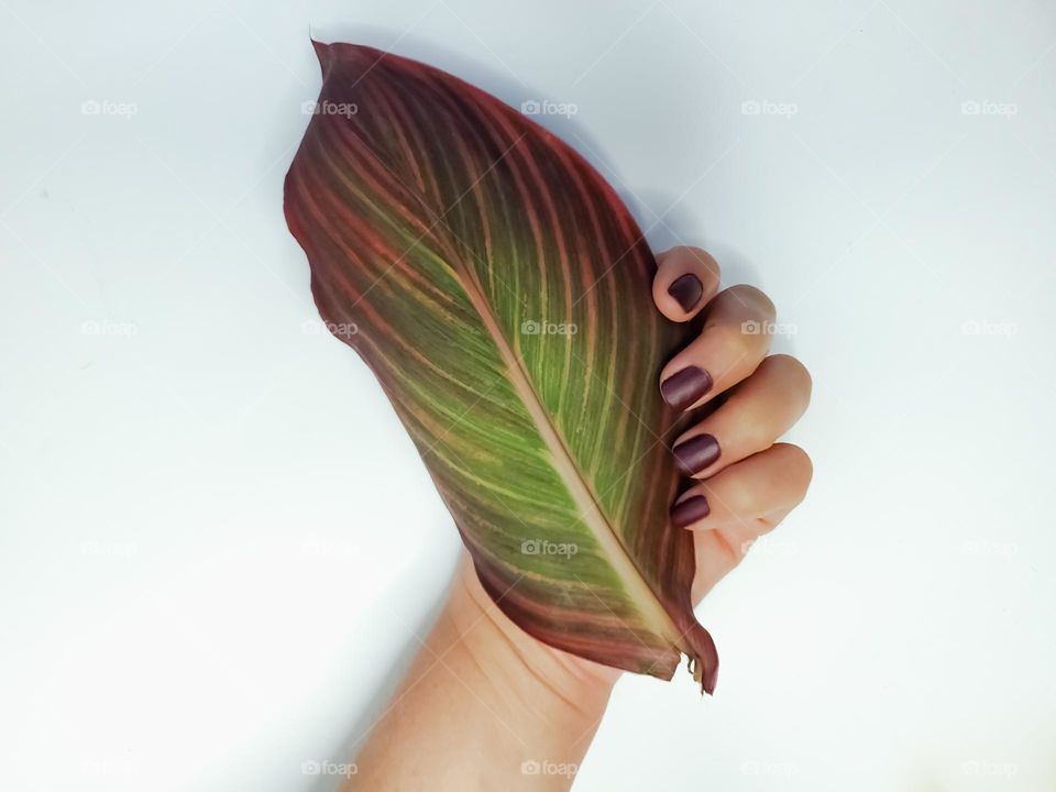 Matte suede nail polish manicure - holding a matching tropicana canna leaf against a white background.