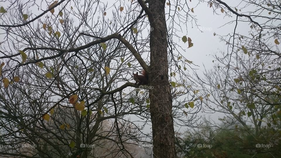 Squirrel on a tree