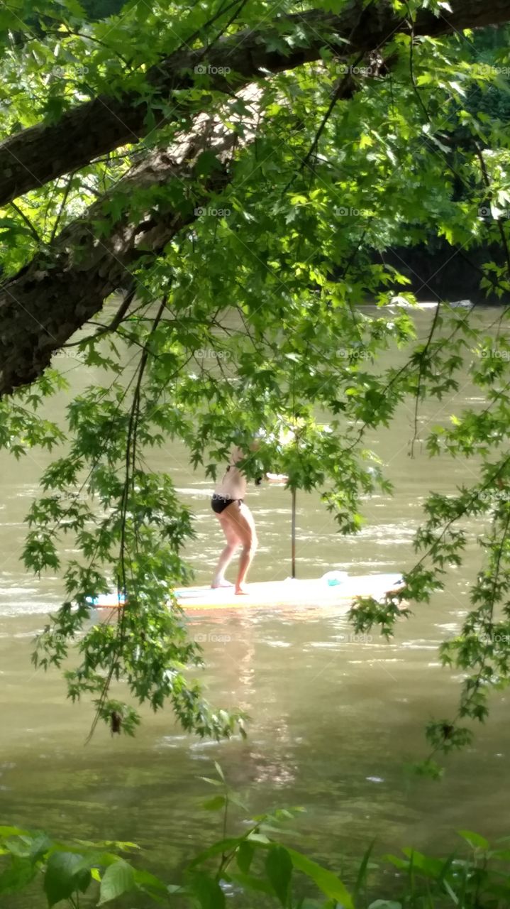 Nature, Tree, Summer, Leaf, Outdoors