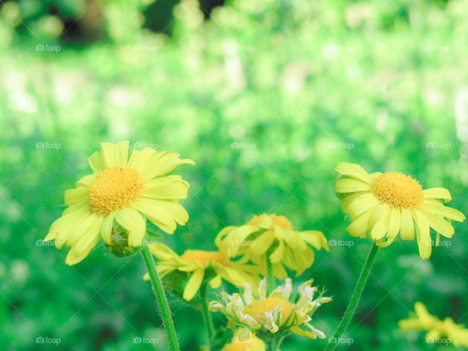 no people nobody horizontal close-up by przemekklos