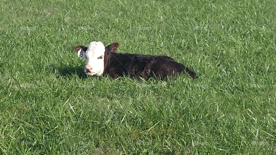 our bottle calf laying down for a break in the yard