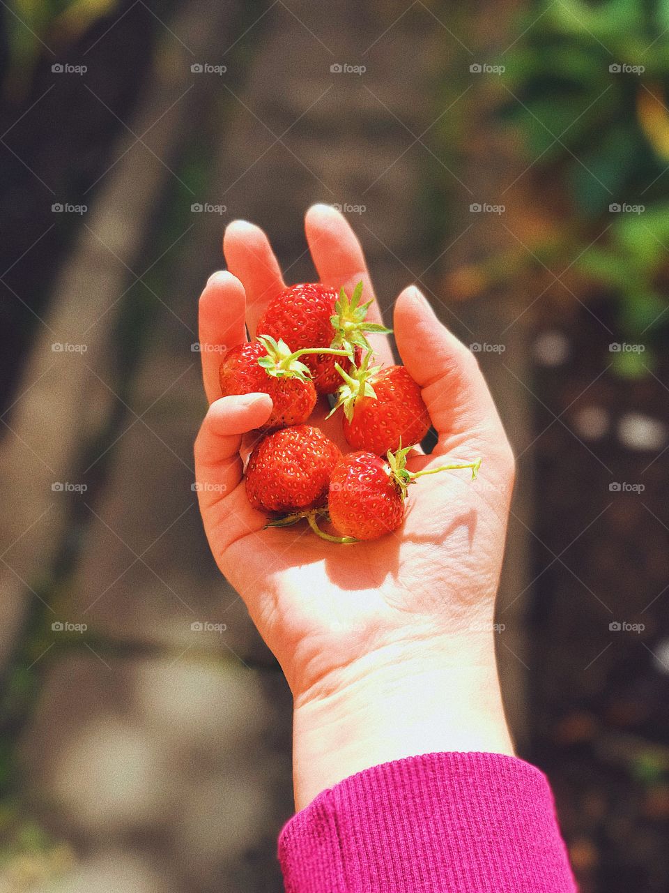 Sweet summer food fresh strawberries in the hand 