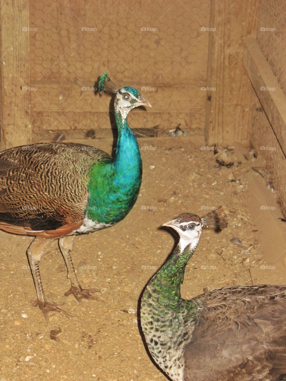 Pair of peacocks. Pair of peacocks 