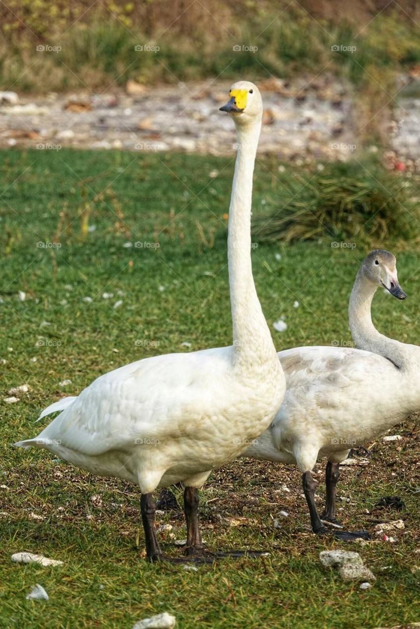 Swans! Most are monogamous and stay together for life. Courtship behavior is rich, male and female will tend to make the same action, but also considerate of each other's feathers.