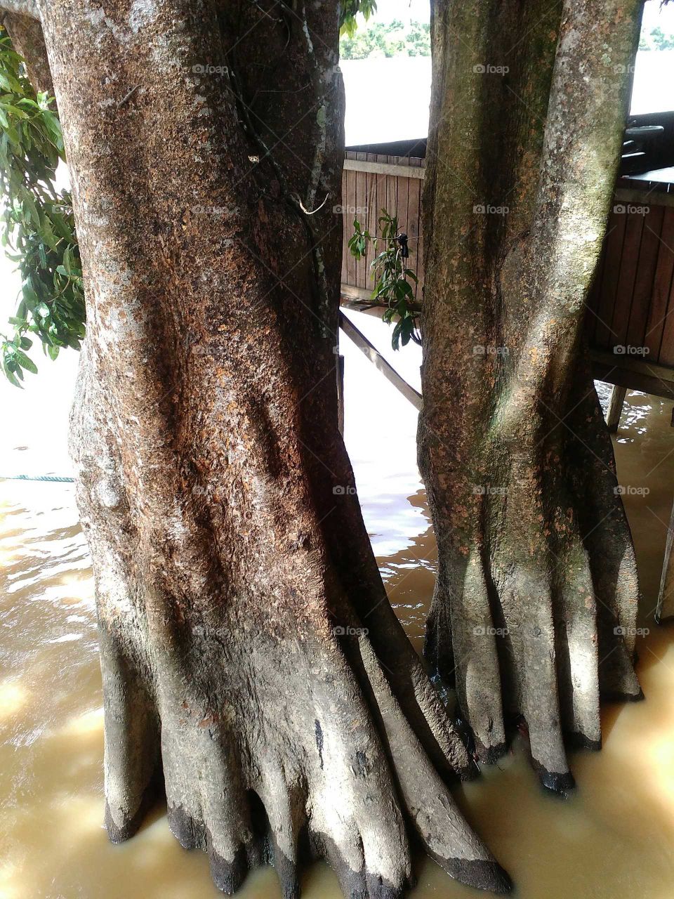 Two trees grow on the banks of the river kahayan, roots grow like a toe.