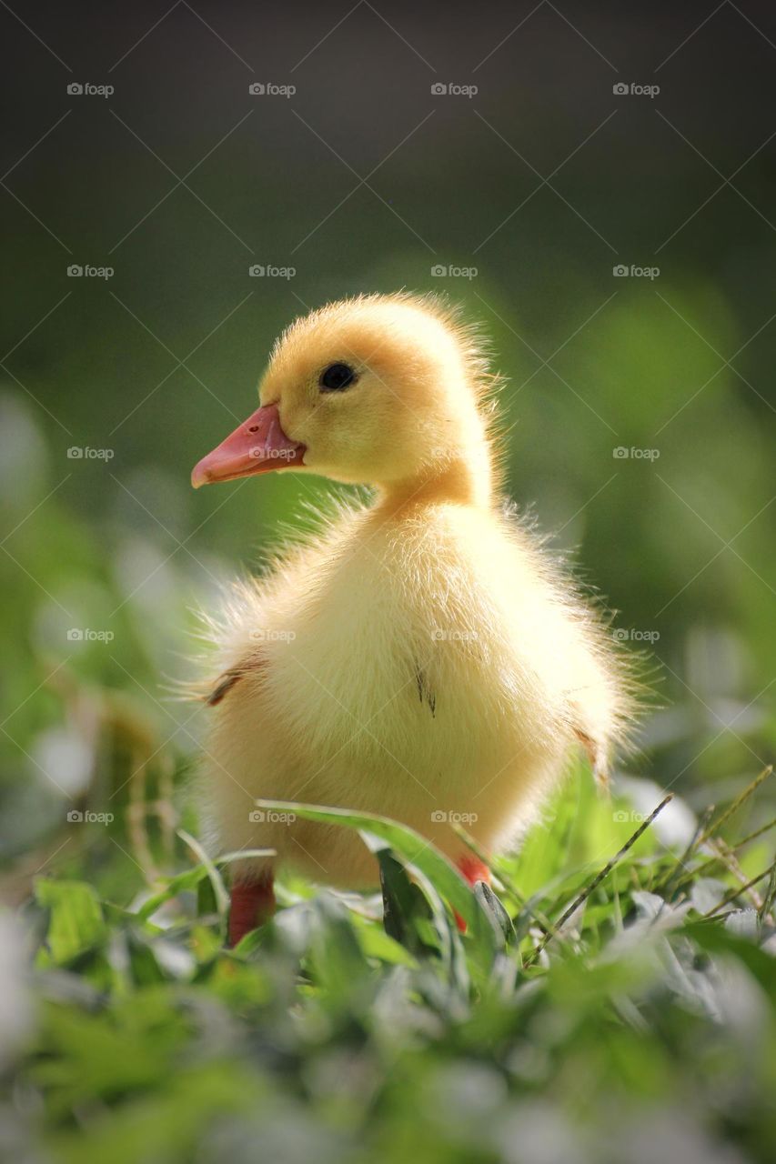 A duckling