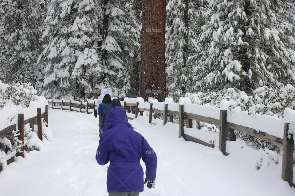 Winter trails in the Grove of Giant Sequoia