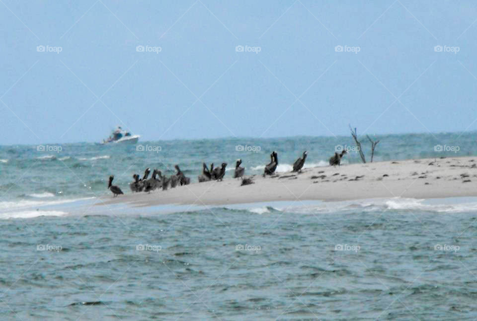 Pelicans resting in sandbar. Seen on ferry going to Ocracoke Island