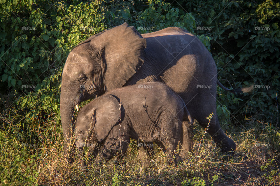 Elephants 