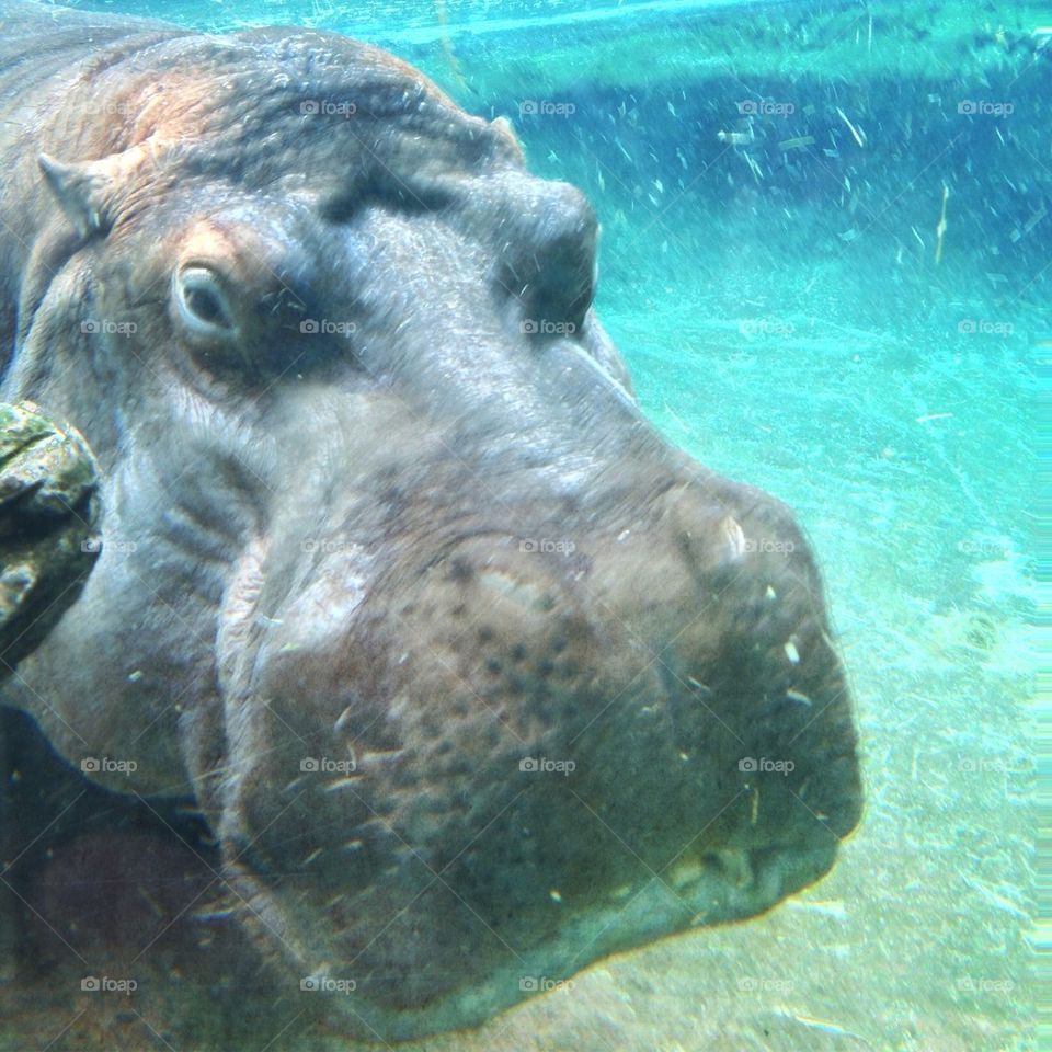 Hippo