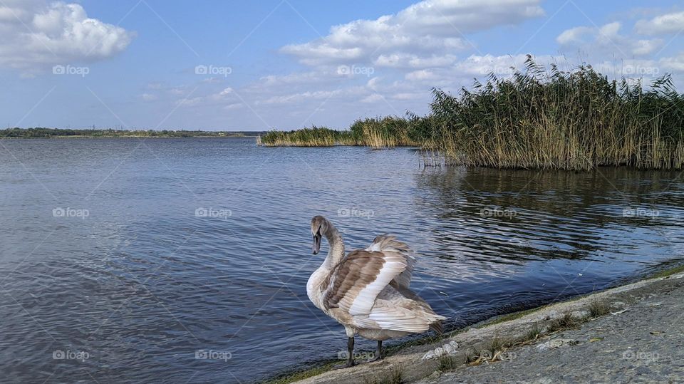 Young swan.