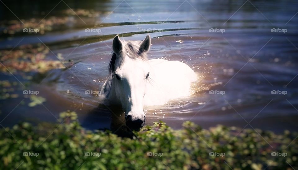 Horse Swimming in a Pond