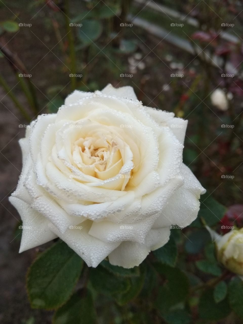 beautiful flower in garden