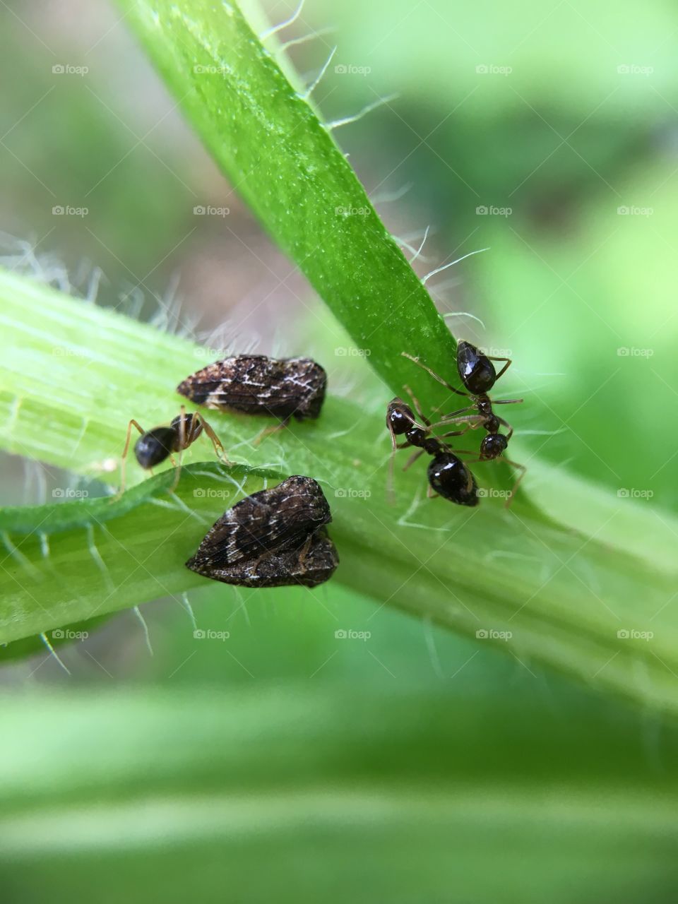 Black ants and aphids