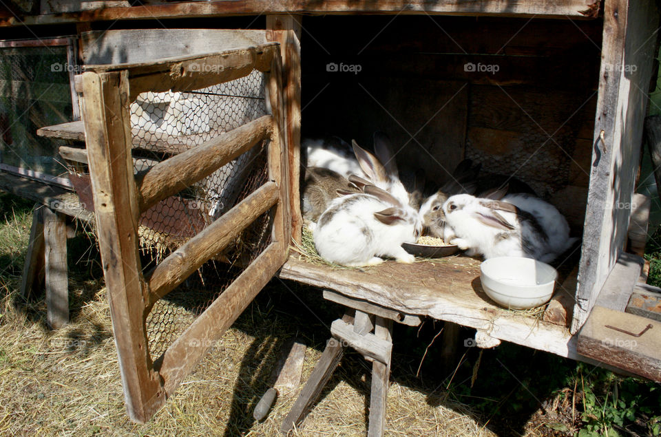 Domestic rabbits in their house