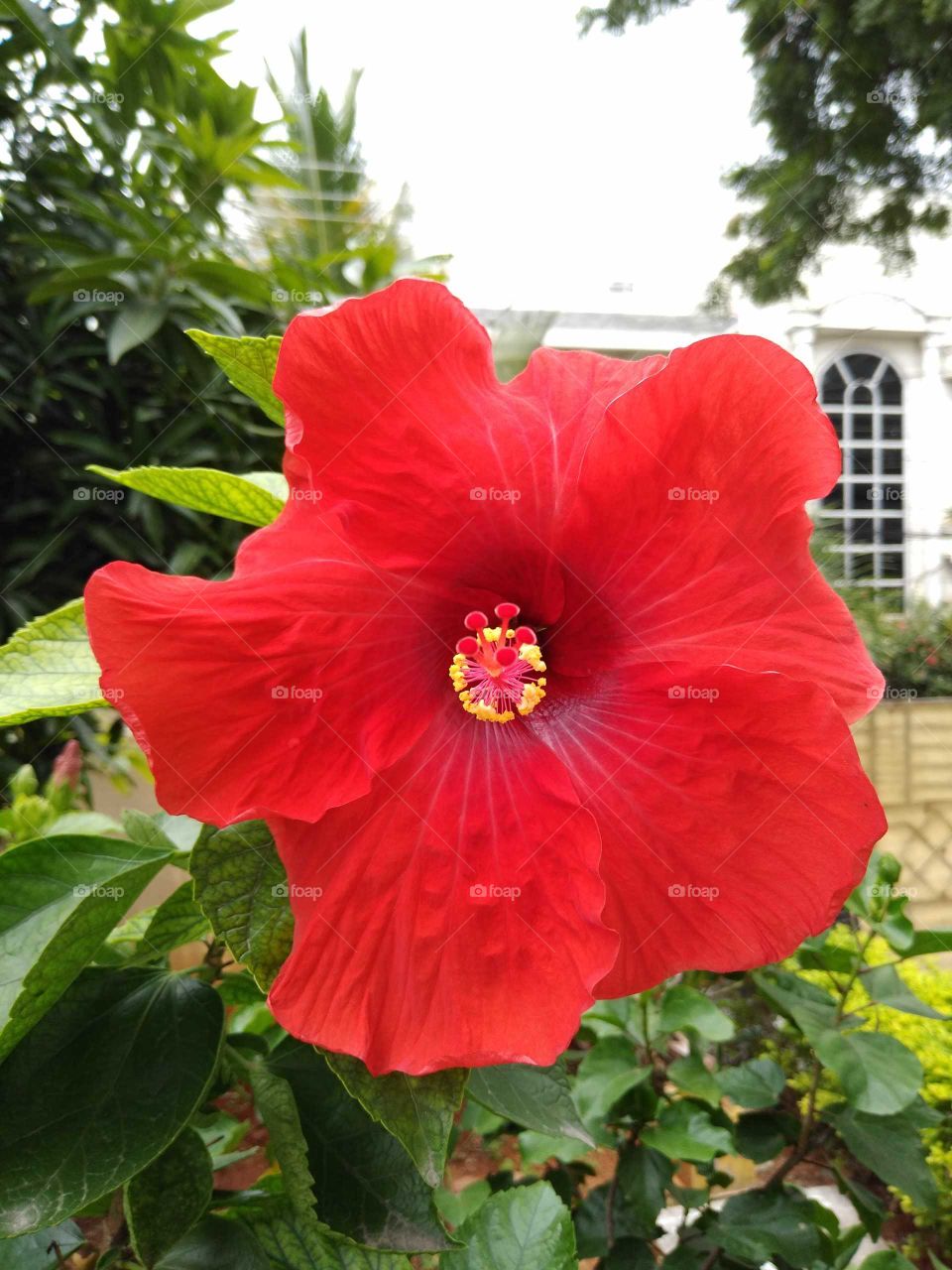 a beautiful big red hibiscus flower