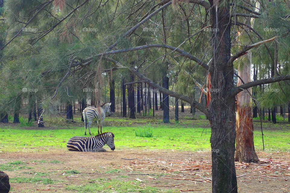 zoo zebra