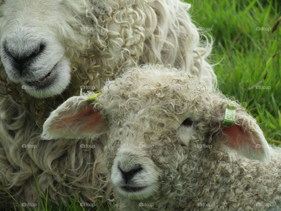 mother sheep with her lamb