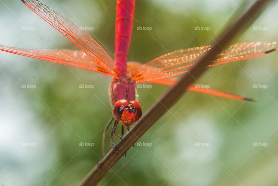 Dragonfly on twig