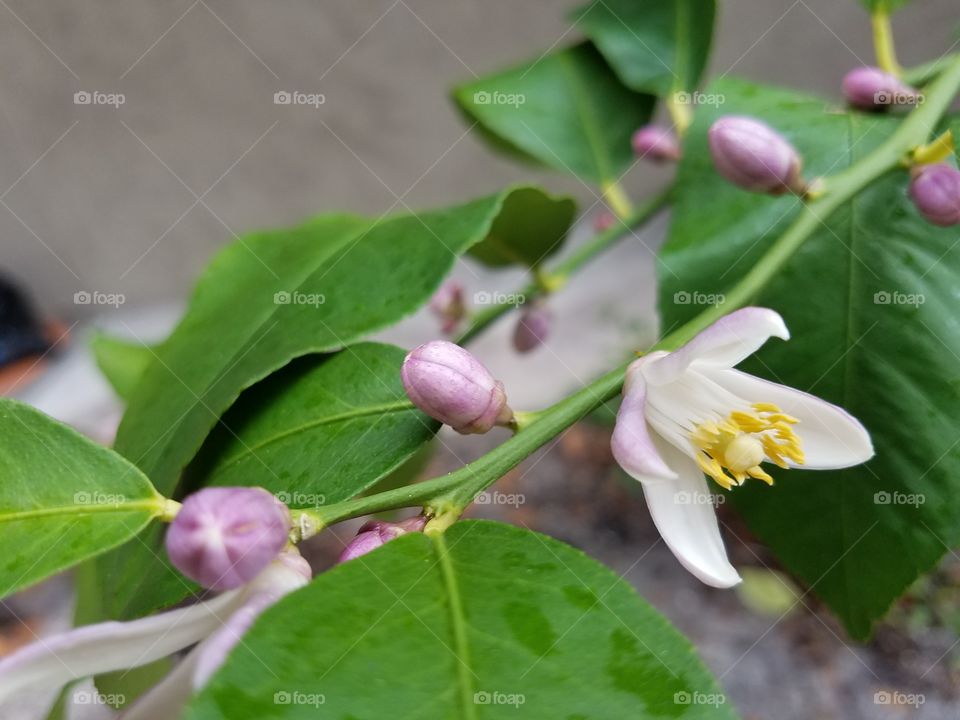 Lemon Tree Buds and Blossom