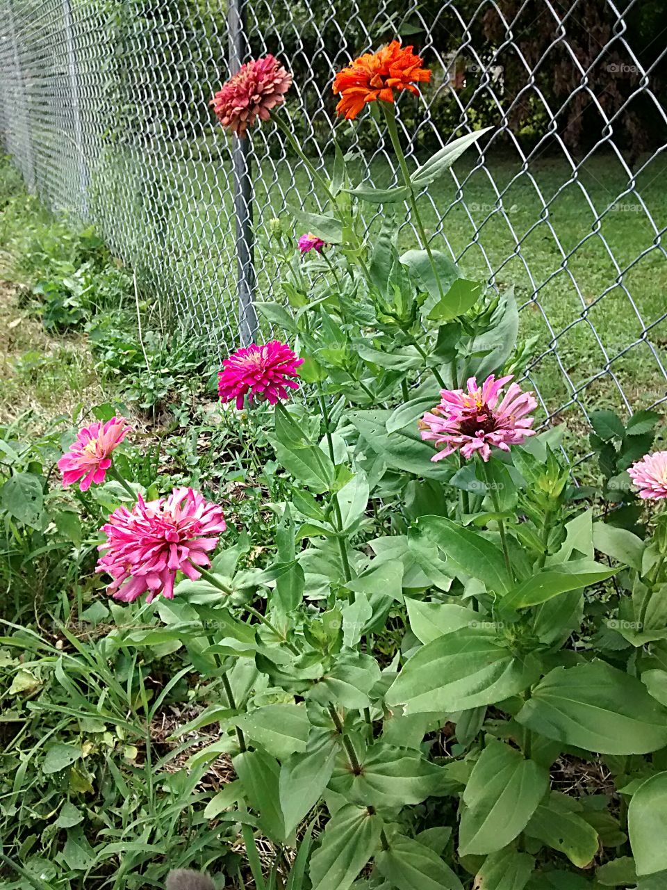 Zinnias