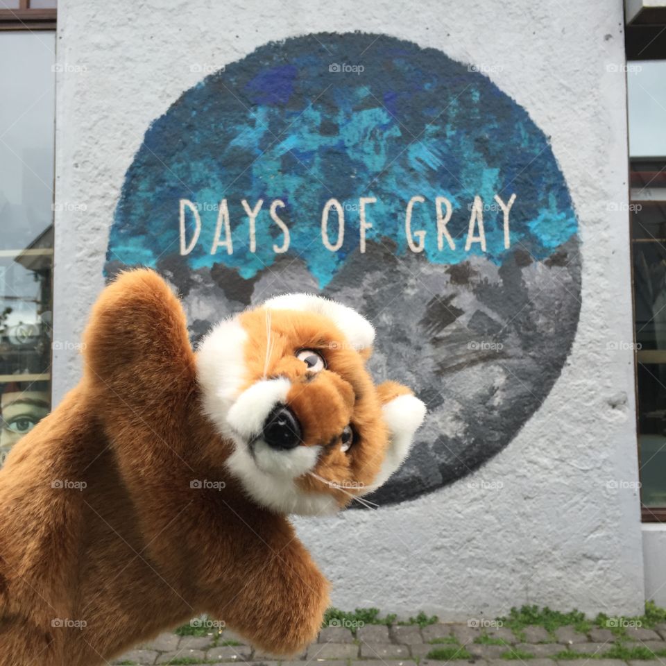 Foxy days of gray