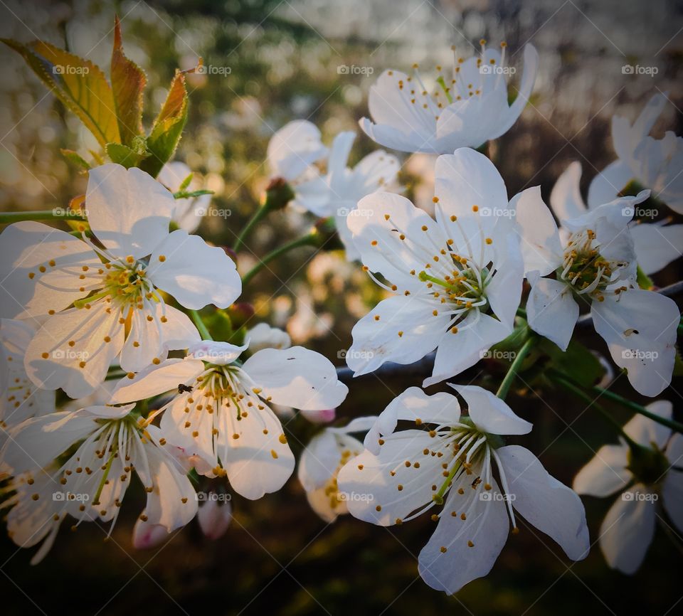 Spring Cherry Blossom 